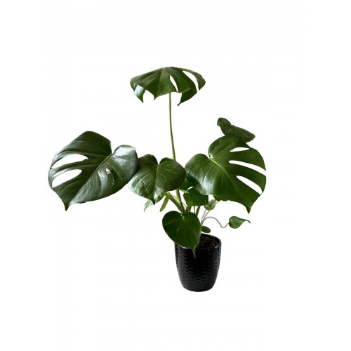DEVE TABANI ( 60-70CM)