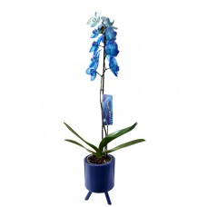 Tek Dal Mavi Orkide Mavi özel seramikte