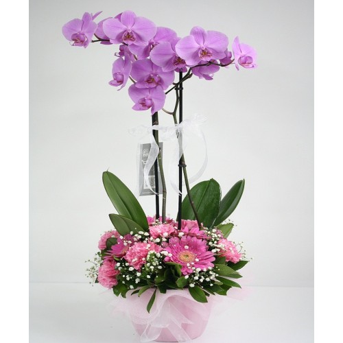  Çift dal pembe&lila orkide aranjman