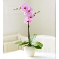 tek dal lila-pembe orkide